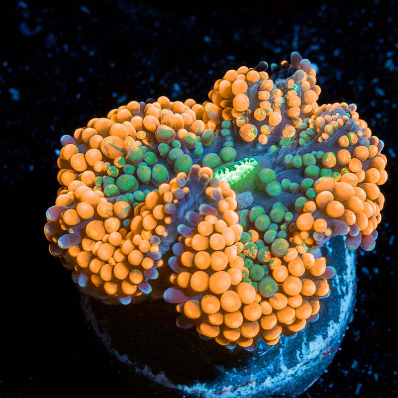 Orange Ricordia Mushroom