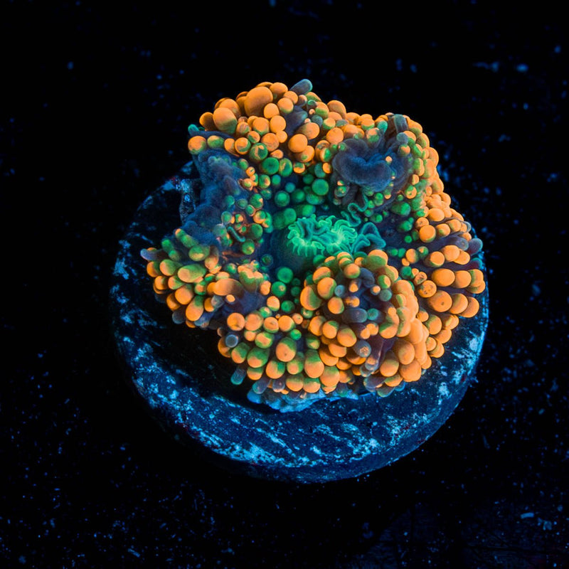 Orange Ricordia Mushroom