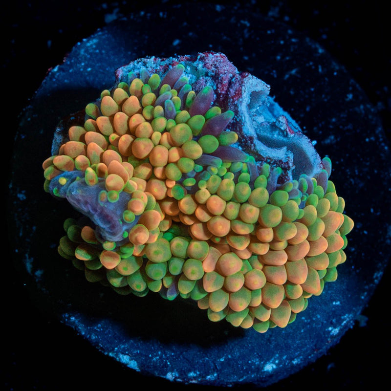 Orange Ricordia Mushroom