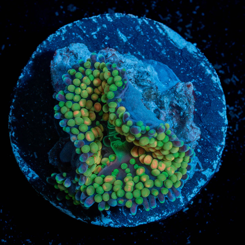 Ultra Ricordia Mushroom