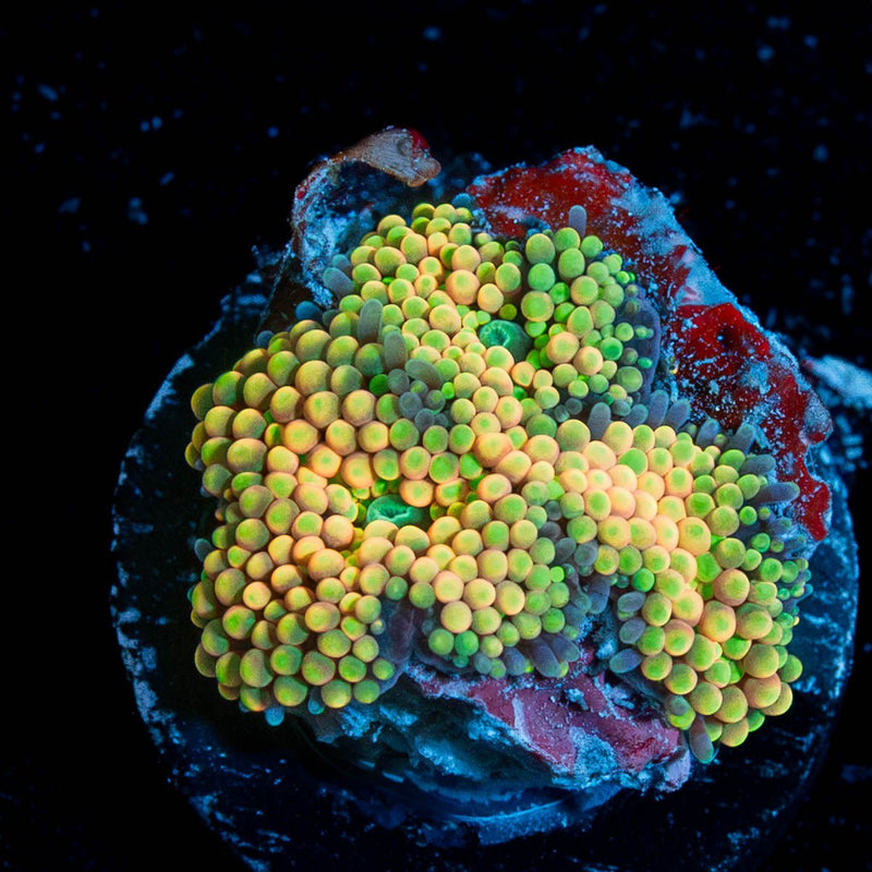 Ultra Ricordia Mushroom