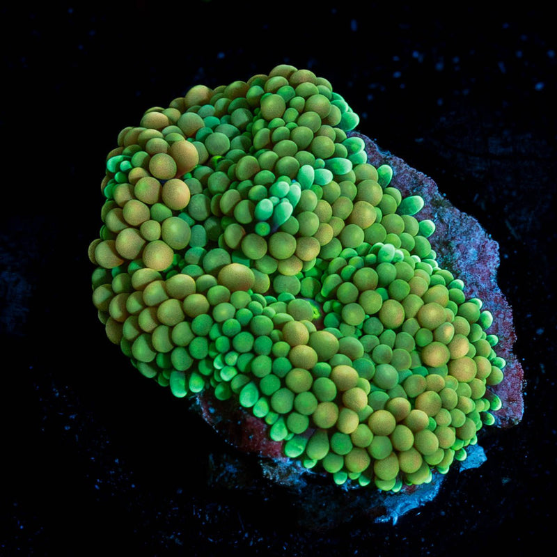 Ultra Ricordia Mushroom