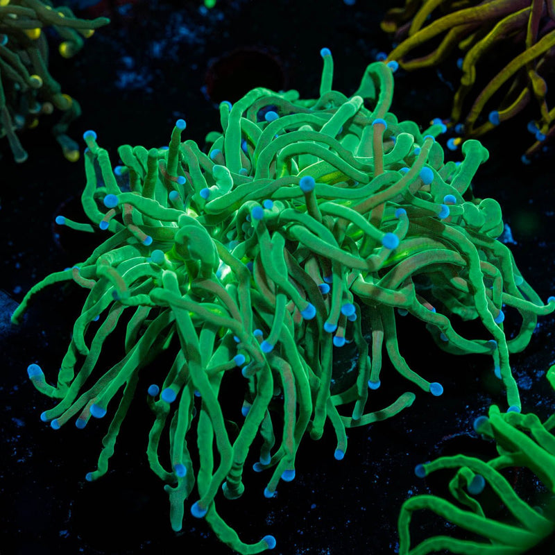 Blue Tipped Green Torch