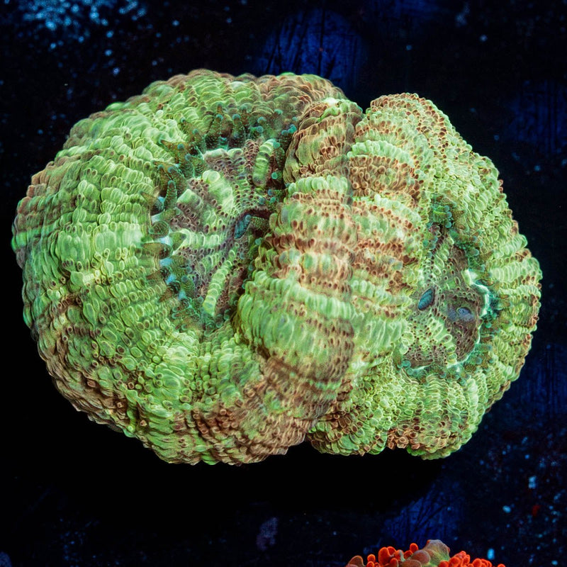 MoonLight Asian Acan