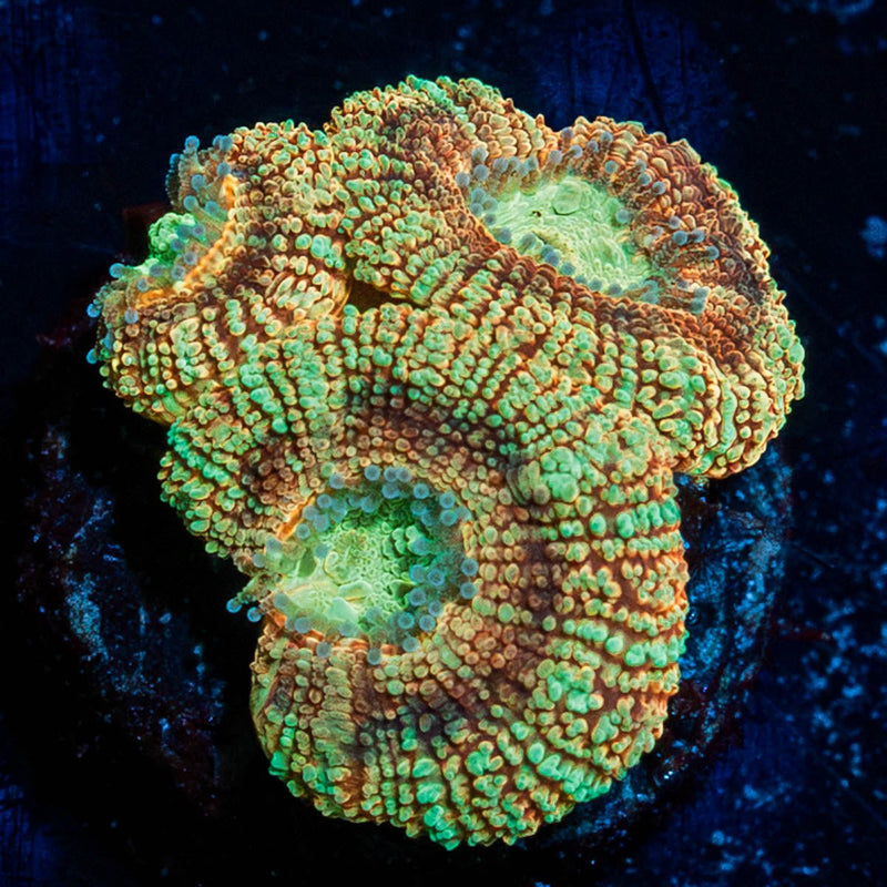 Sahara sunset Asian Acan