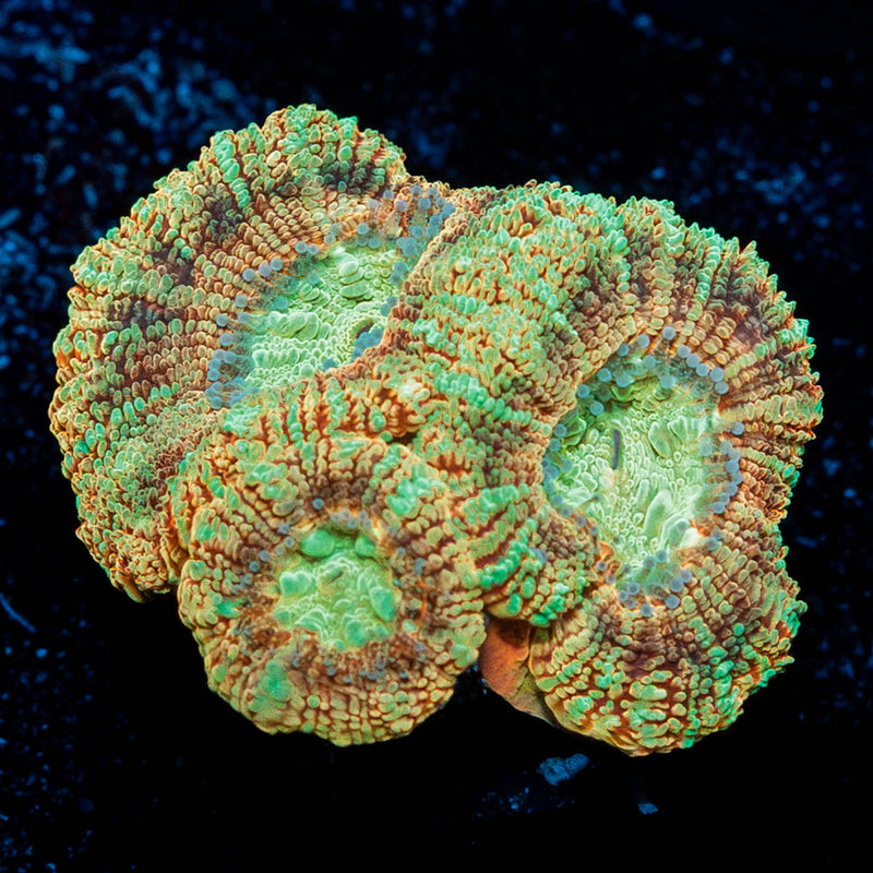 Sahara sunset Asian Acan