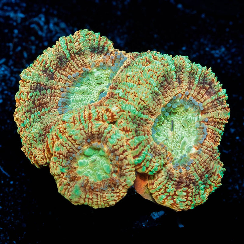 Sahara sunset Asian Acan