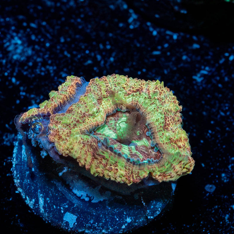 Sahara sunset Asian Acan