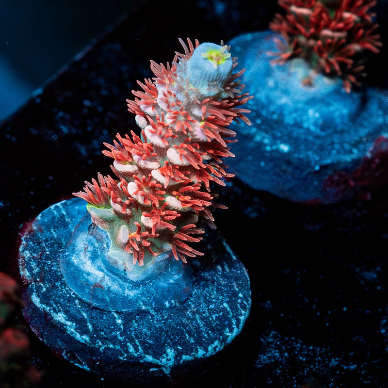 Cherry Bomb Acropora