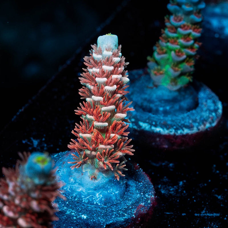 Cherry Bomb Acropora