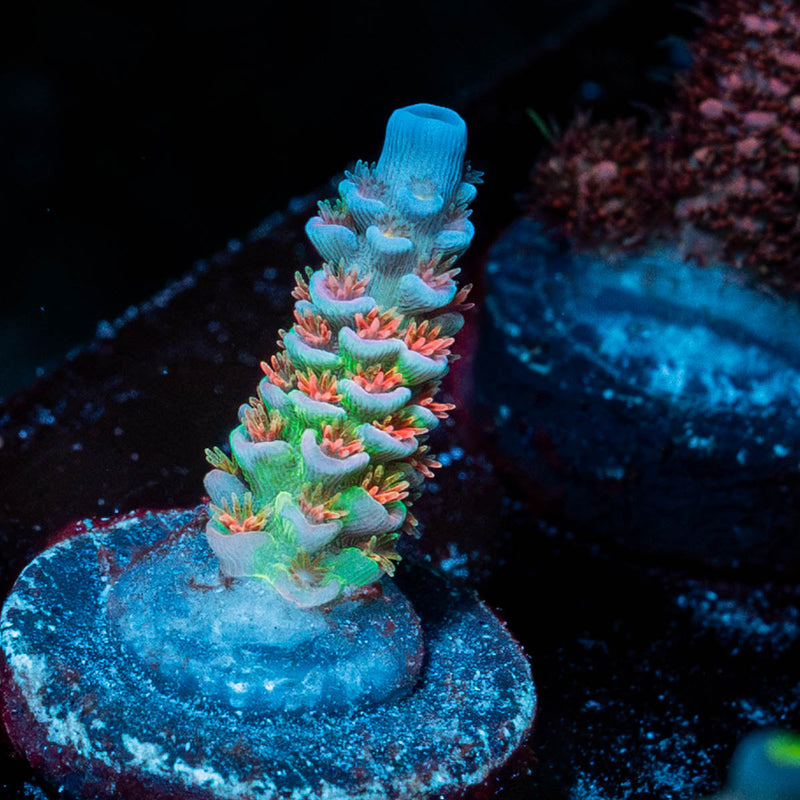 TSA Rainbow fusion Acropora