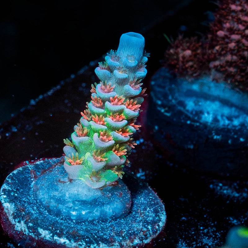 TSA Rainbow fusion Acropora