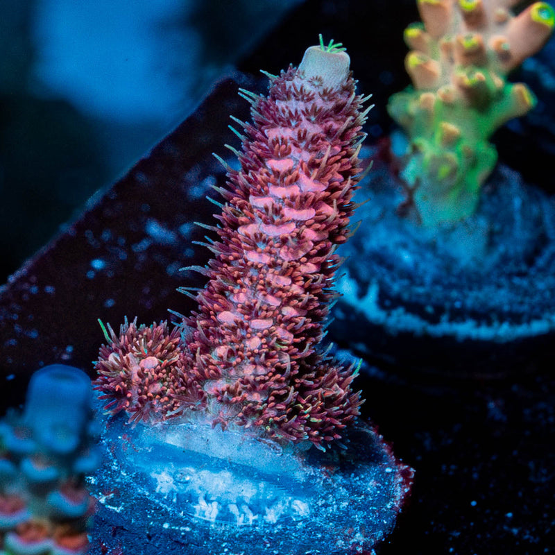 Judge Judy Millepora