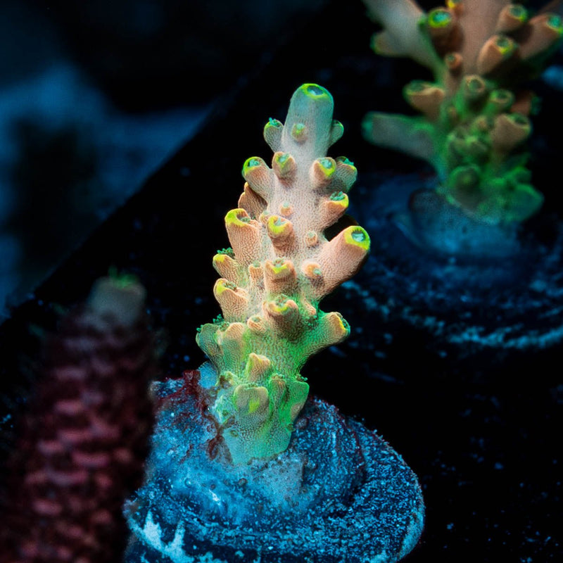Bali Shortcake Acropora
