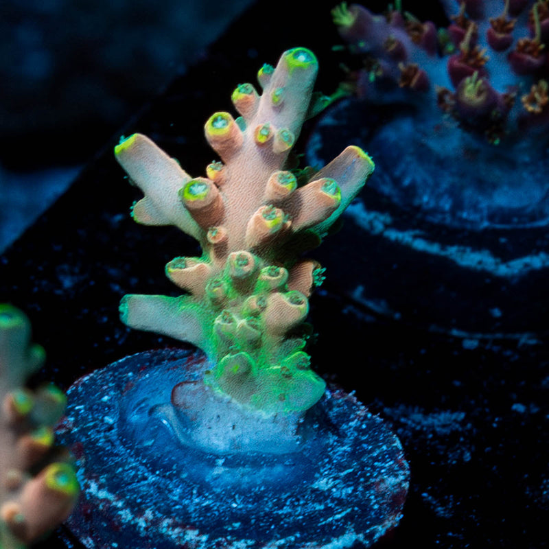 Bali Shortcake Acropora