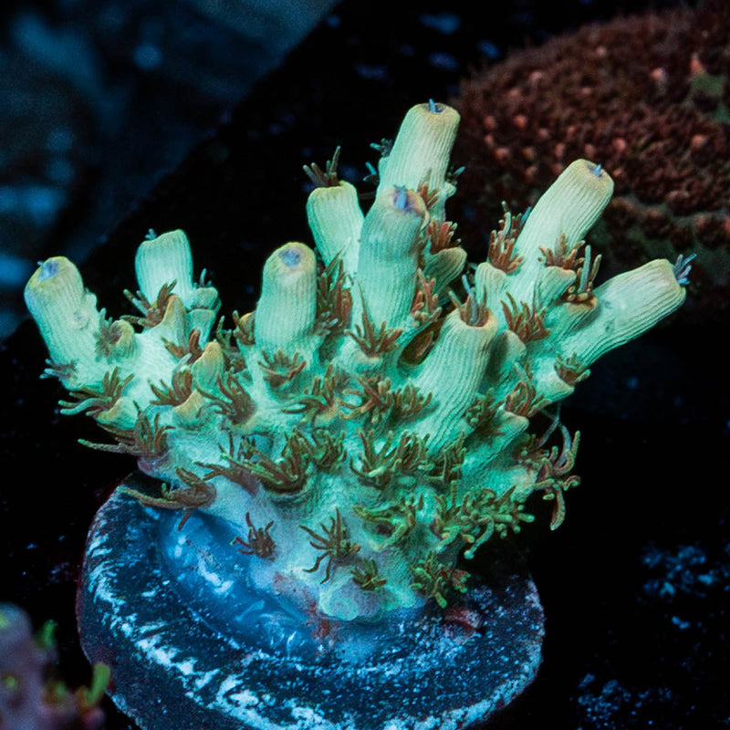 Yoda Acropora