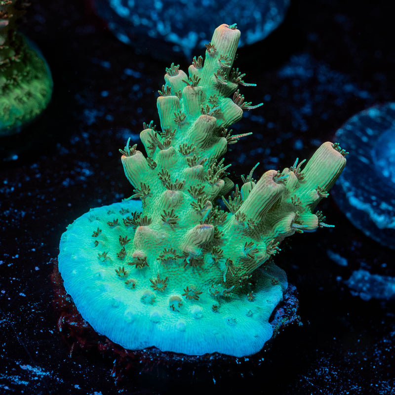 Yoda Acropora