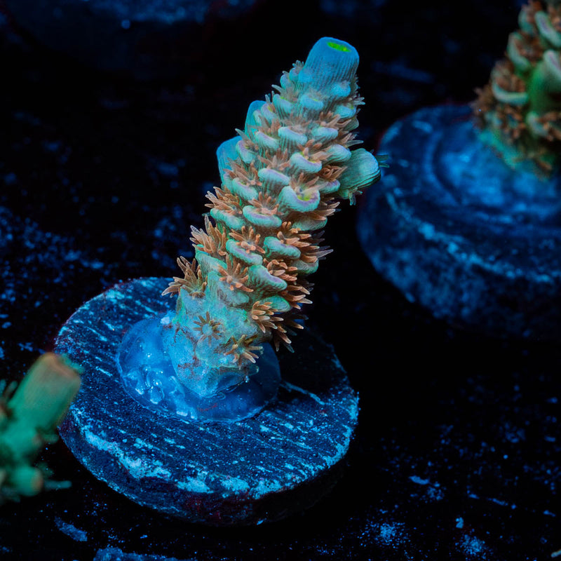 Chevron Acropora