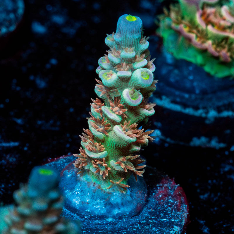 Chevron Acropora