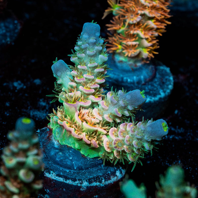 Tear Jerker Acropora