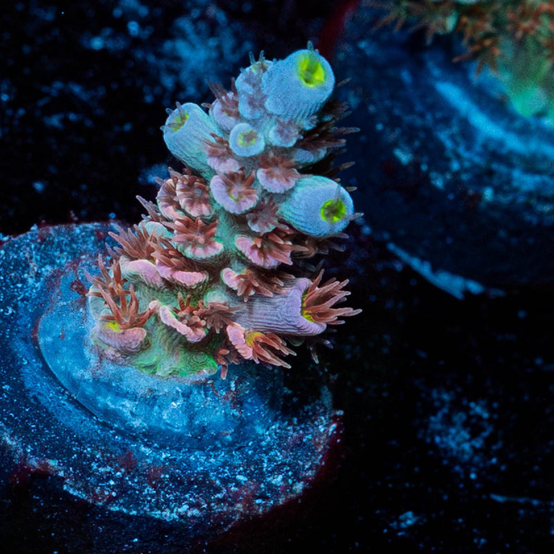 Globe Master Acropora