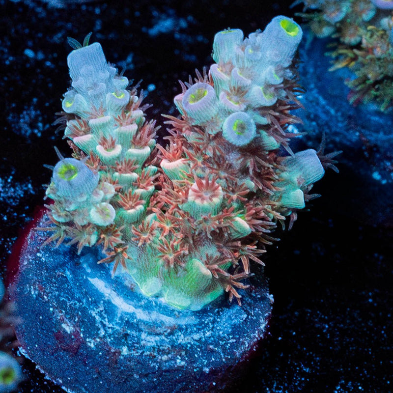 Globe Master Acropora
