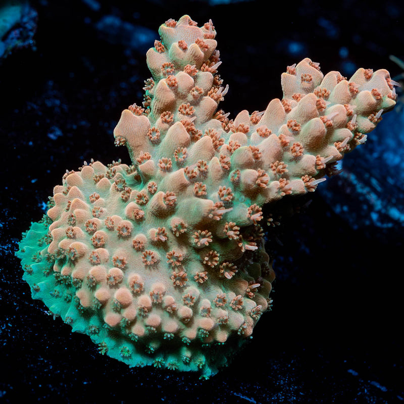 Temporal Distortion Acropora