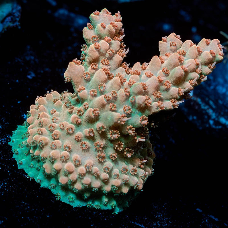 Temporal Distortion Acropora