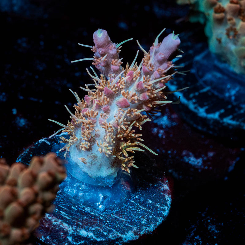 Acid Rain Acropora