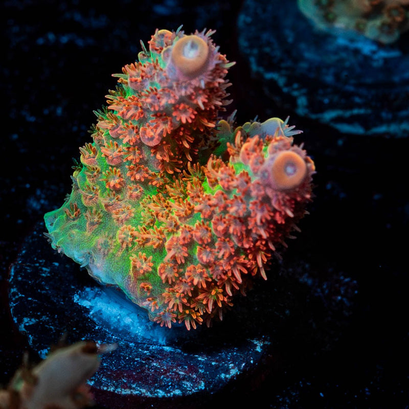 TSA Princess Peach Acropora