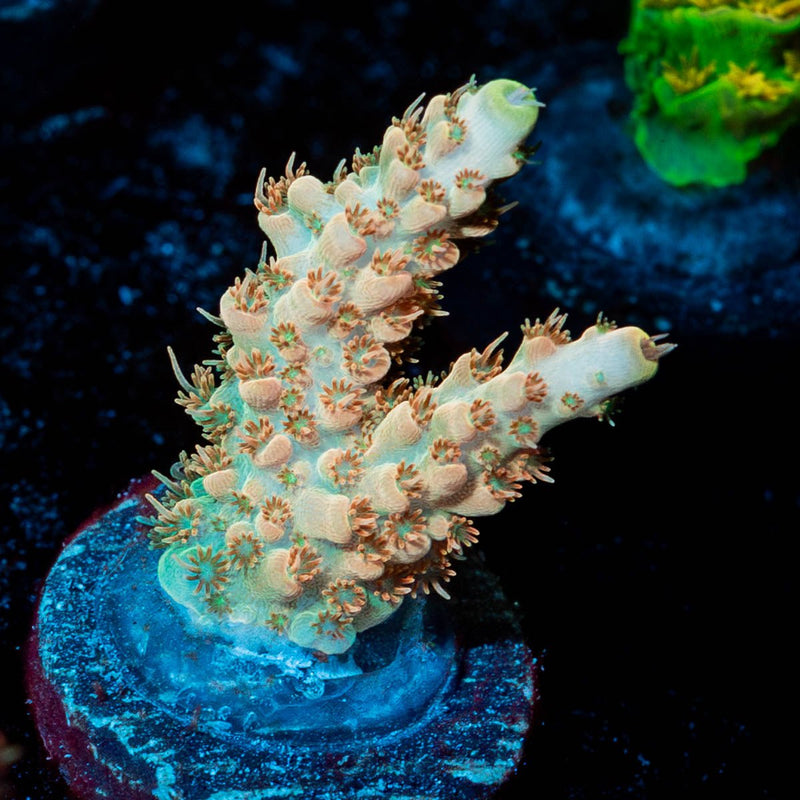 Temporal Distortion Acropora