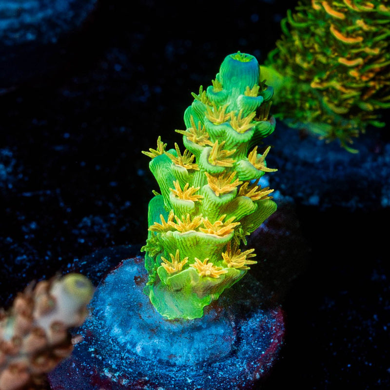 SC Orange Passion Acropora