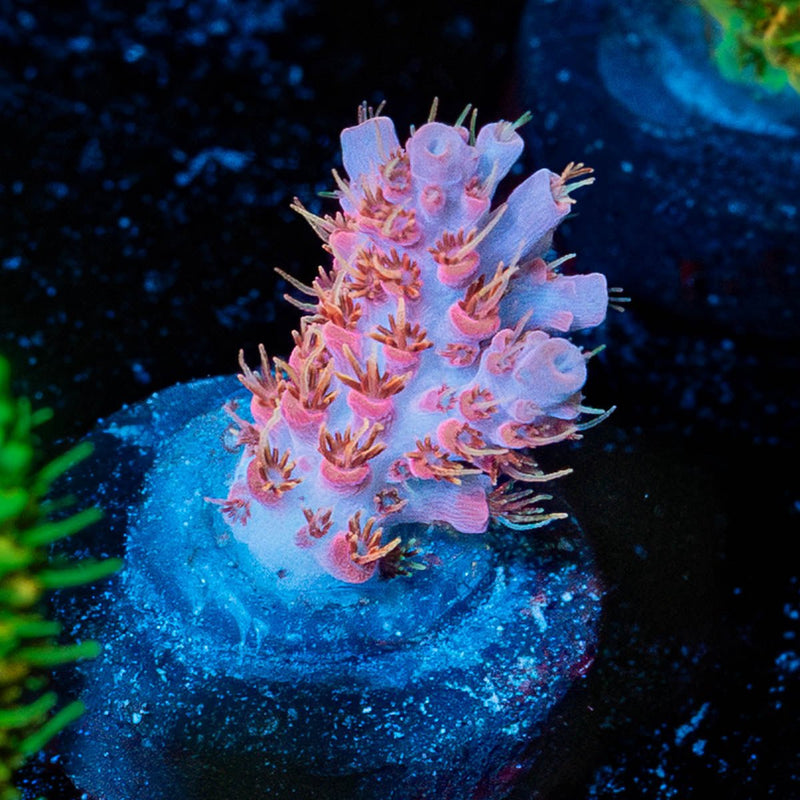 Night Fury Acropora