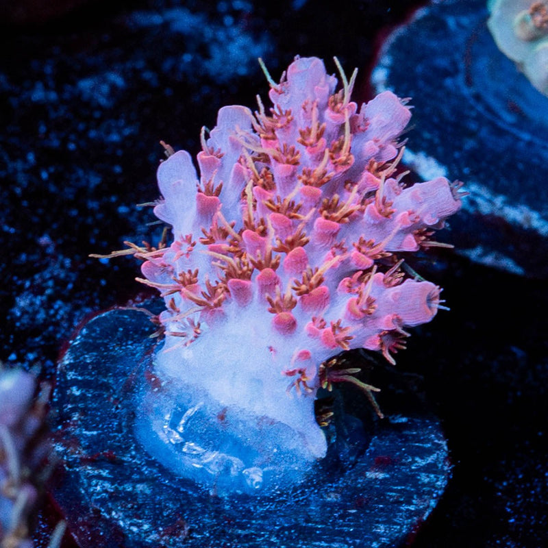 Night Fury Acropora