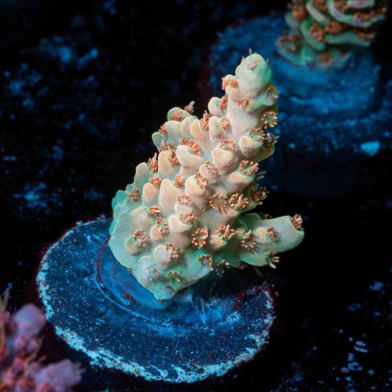 Temporal Distortion Acropora