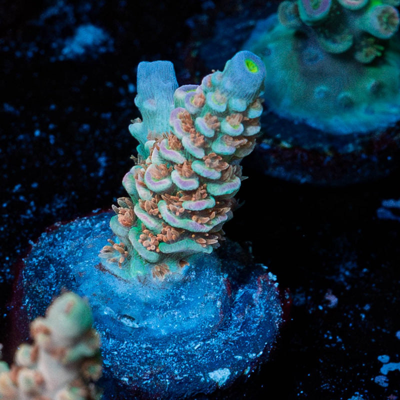 Chevron Acropora