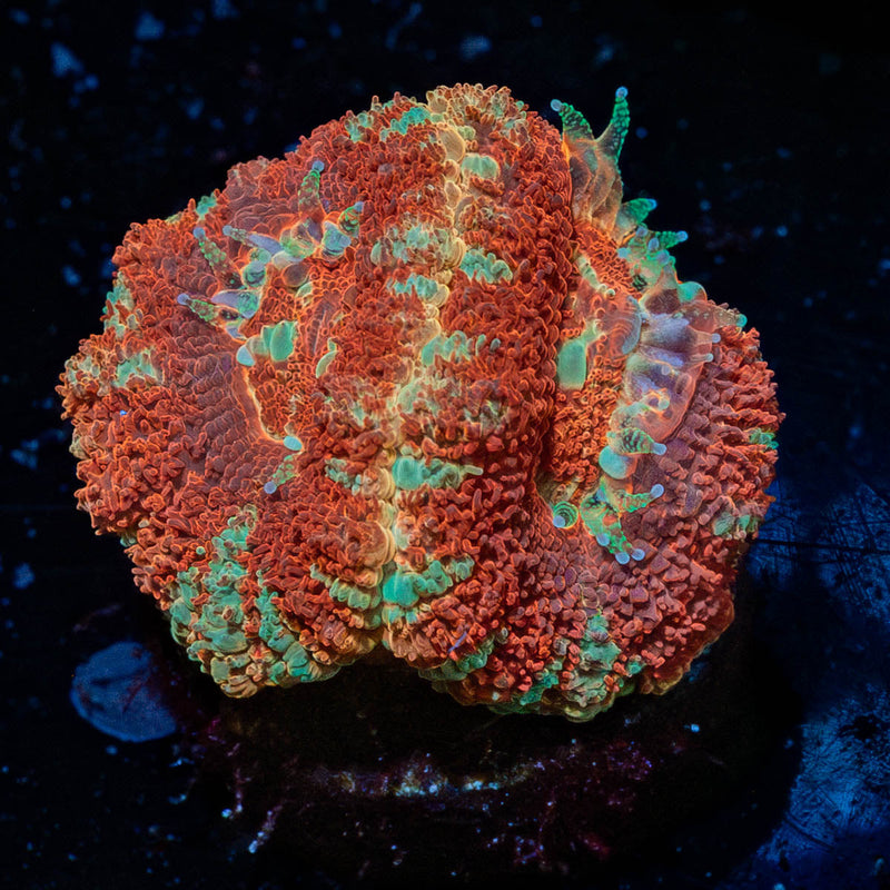Blood Moon asian Acan