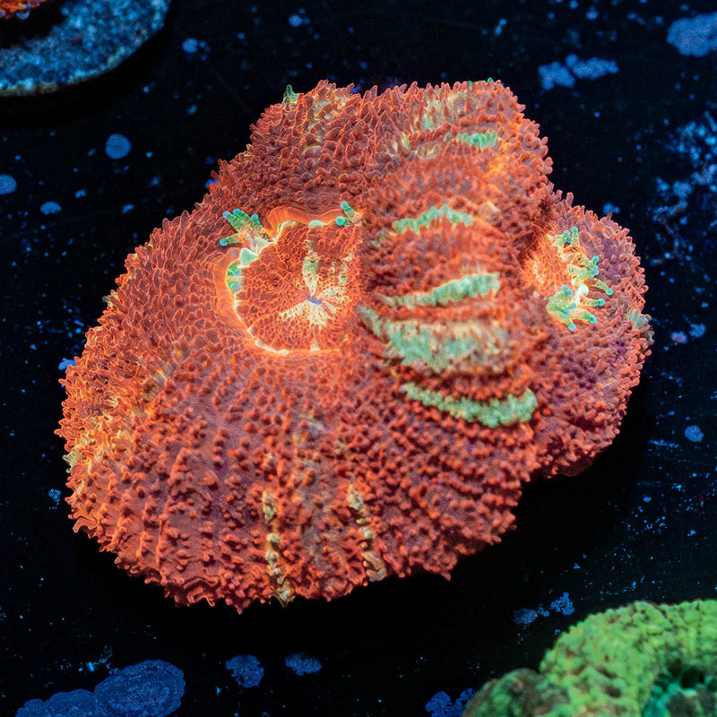 Blood Moon Asian Acan