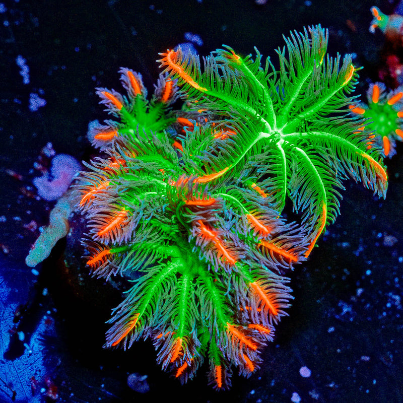 ARC Firework Clove Polyps