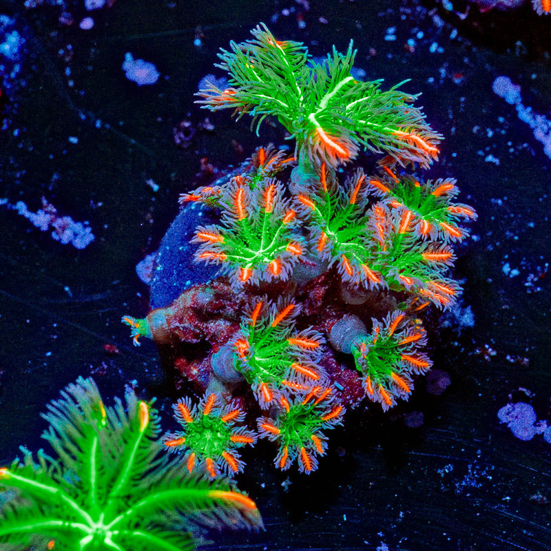 ARC Firework Clove Polyps
