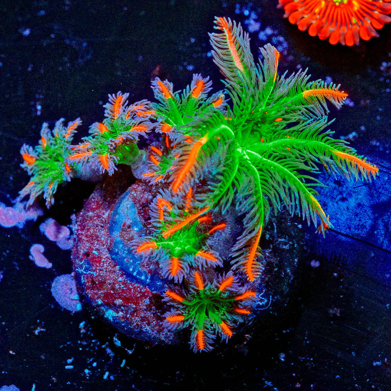 ARC Firework Clove Polyps