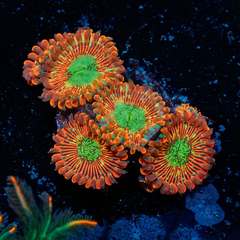 Dark Magician Zoanthid