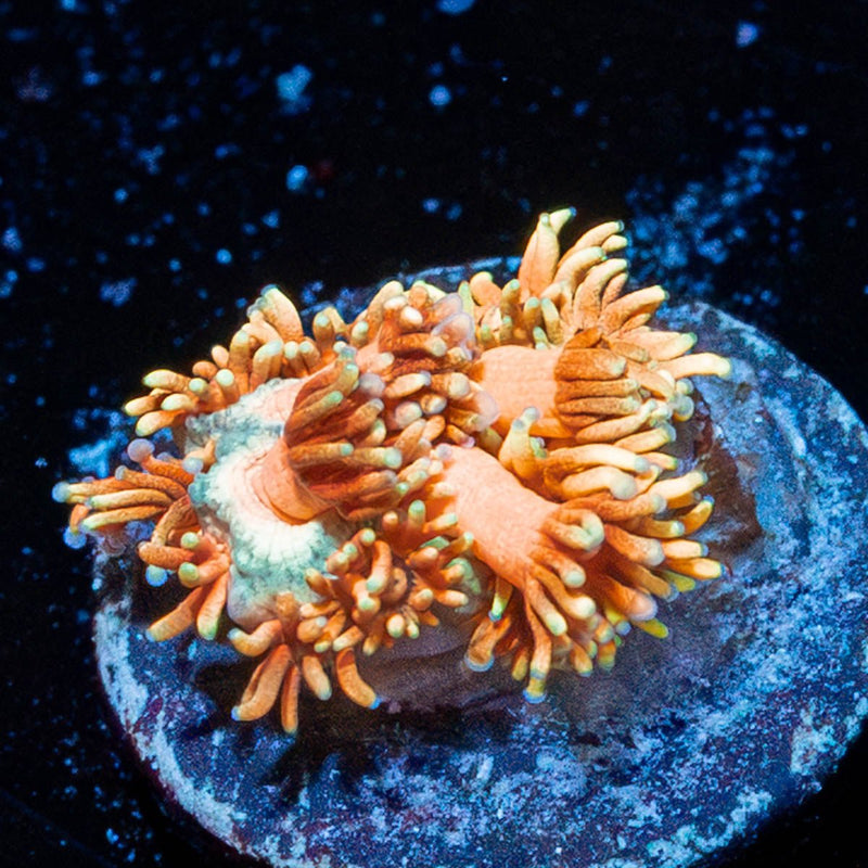 Lola Bunny Goniopora