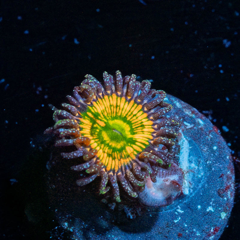 Sunny D Zoanthid