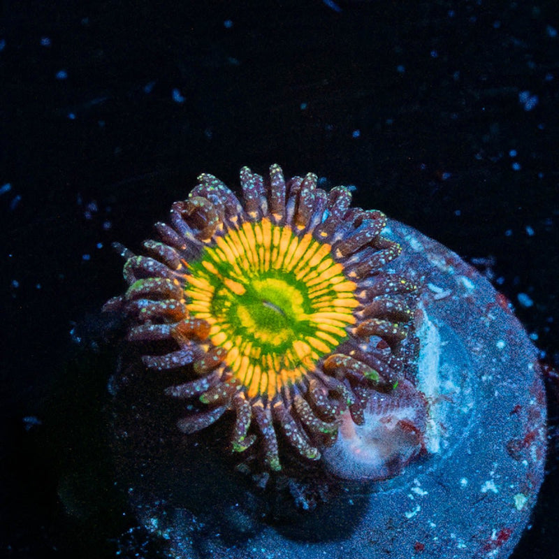 Sunny D Zoanthid