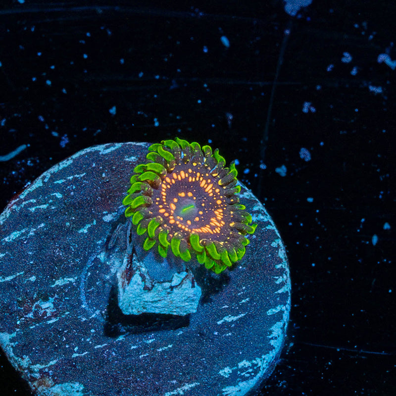 Psychosis Zoanthid