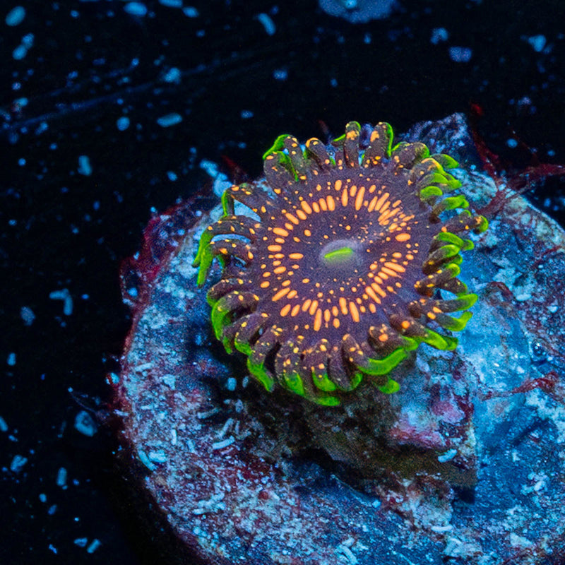 Psychosis Zoanthid