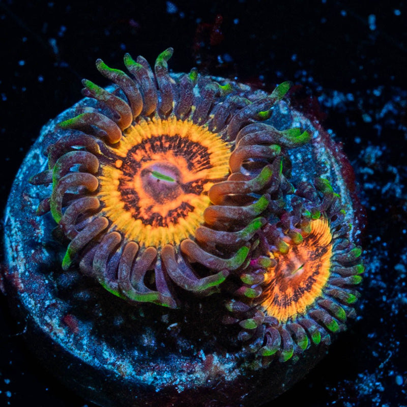 Valkarys Zoanthid