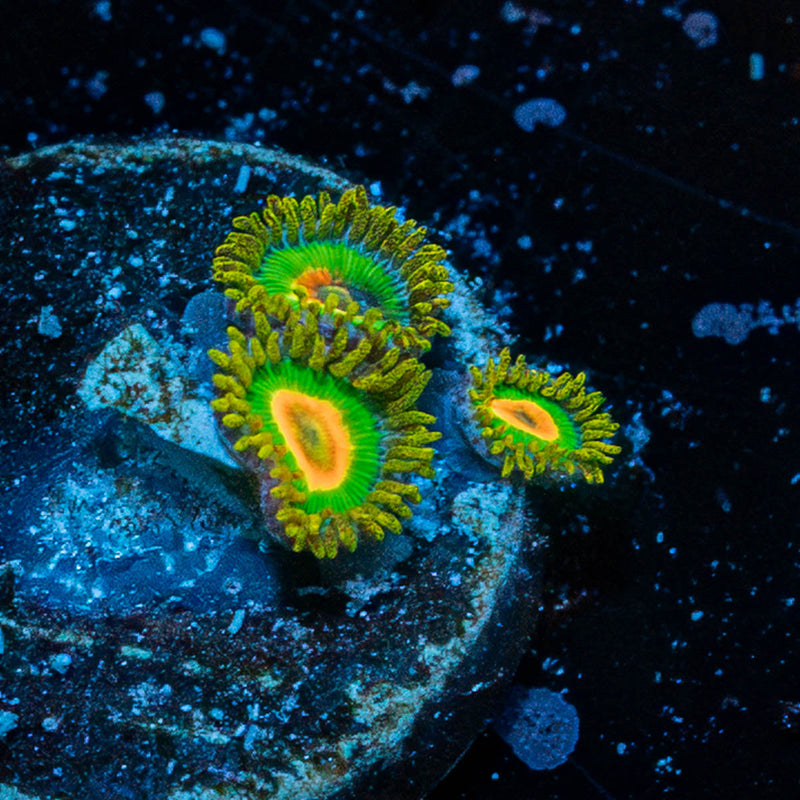 Rasta Zoanthid