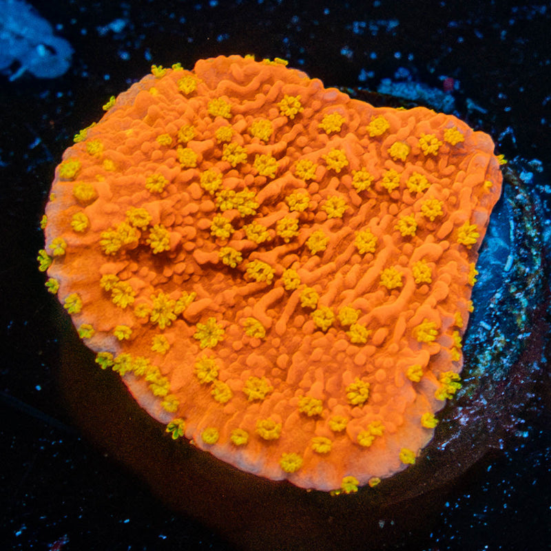 Starburst Cap Montipora